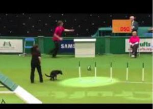 Mira el bochornoso momento que pasaron un perro y su dueña en competencia de agilidad (VIDEO)