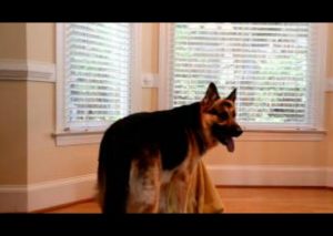 ¡Cómplices! Te sorprenderá lo que hizo este perro para liberar a su amigo enjaulado (VIDEO)