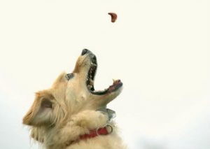 Mira a un perro atrapar una galleta en cámara lenta – VIDEO