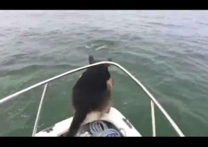 Un perro intenta nadar con unos delfines pero luego se arrepiente (VIDEO)