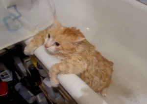 Un gato obeso no puede salir de la bañera (VIDEO)