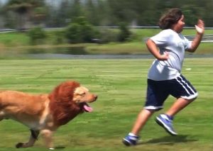 Un perro disfrazado de león intenta asustar a transeúntes. Mira cómo le fue (VIDEO)