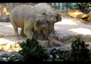 Pareja de elefantes salva su bebé luego de una caída (VIDEO)
