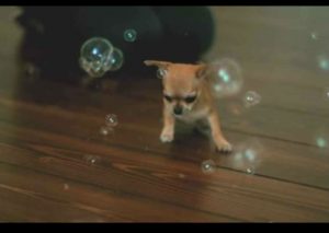 Un tierno chihuahua intenta reventar burbujas de jabón (VIDEO)