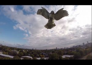 ¡Asombroso! Un halcón derriba en el aire un ‘drone’ que volaba cerca a él (VIDEO)