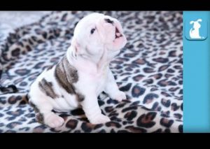 Mira a este tierno bulldog bebé intentando aullar (VIDEO)