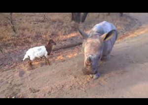 Un rinoceronte se vuelve viral por imitar a una cabra (VIDEO)