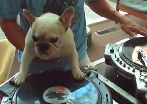 ¡Asombroso! Mira a este tierno bulldog tocando como DJ (VIDEO)