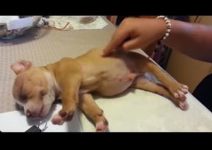 Pequeño cachorro se consagra como el más dormilón del mundo (VIDEO)