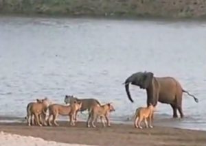 Pequeño elefante lucha contra 14 leones y sobrevive (VIDEO)