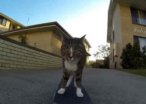 Un gato es la sensación montando skate en Estados Unidos (VIDEO)