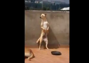 Mira el gracioso baile del perrito que se volvió viral (VIDEO)