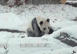 Un oso panda se divierte jugando bajo la nieve (VIDEO)