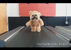 Un perro disfrazado de peluche ejercitándose se vuelve viral en las redes sociales (VIDEO)