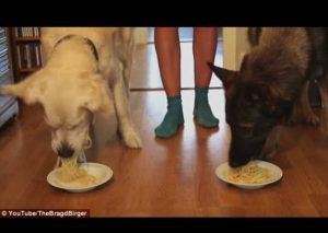 ¡Glotones! Dos perros se enfrentan en singular competencia de comida (VIDEO)