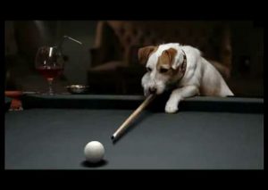 ¡Asombroso! Mira al perro que puede jugar billar (VIDEO)