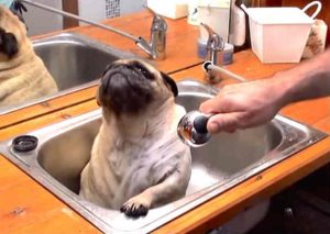 A nadie le gusta recibir un baño más que a este gracioso perro (VIDEO)