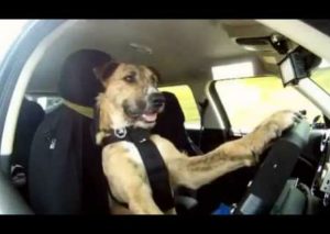 Este perro puede manejar un auto como una persona normal  (VIDEO)