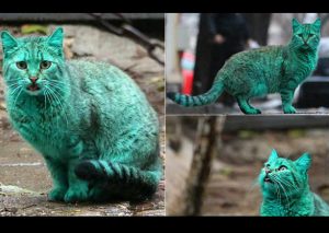 Insólito gato verde sorprende a todos en Bulgaria (VIDEO)