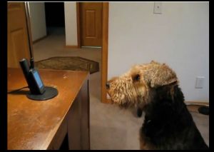 Tierno perro habla con su dueña por teléfono (VIDEO)