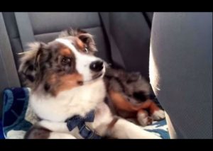 Tierno: Este perro se despierta con la canción de Frozen e intenta cantarla (VIDEO)