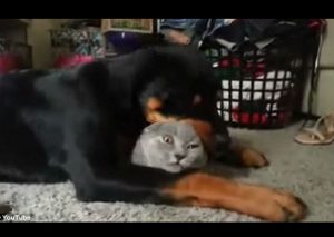 El amor entre este Rottweiler y su amigo el gato es algo impresionante (VIDEO)