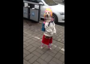 Tierna perrita sorprende caminando en dos patas disfrazada de niña (VIDEO)