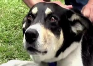 Bombero es acusado de agredir brutalmente a un perro (VIDEO)