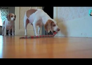Tierno cachorro defiende a su hermanita de una ‘sepiente’ (VIDEO)
