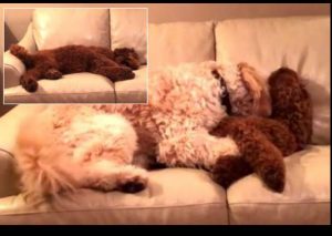 Un perro tiene una pesadilla y es despertado por el cálido abrazo de su compañero (VIDEO)
