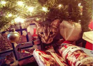 ¡Gatos vs Árboles de Navidad! Este video es un éxito en youtube (VIDEO)