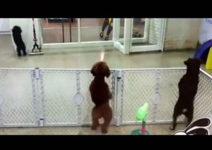 Mira al simpático perrito que se volvió viral al bailar salsa (VIDEO)