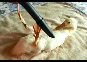 ¿Quén dijo que los patos no les gustaba ser ‘aspirados’? Mira este tierno video (VIDEO)