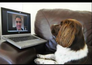 Tiernos perros conversan con sus dueños vía skype (VIDEO)