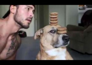 ¡Impresionante! Mira al perro más ‘disciplinado’ del mundo (VIDEO)