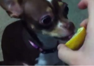 ¿Sabes cómo reaccionan los perros al lamer un limón por primera vez? (VIDEO)