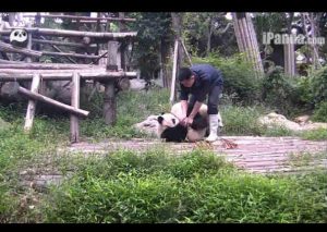 Mira cuál fue la reacción de un pequeño oso panda para no quedarse solo en su jaula (VIDEO)