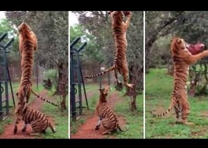 Mira el impresionante salto de un tigre (VIDEO)