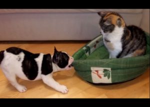Mira a este tierno cachorro intentar botar de su cama a una gata – VIDEO
