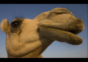 Un camello juega fútbol en Arabia Saudita y quiere convertirse en el próximo crack de su país (VIDEO)