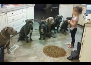 Niña de 4 años sorprende al mantener calmados y alimentar a 6 pitbulls (VIDEO)