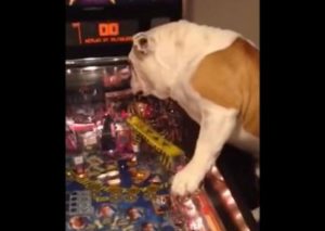 Un bull dog es la sensación en las redes sociales al ser fanático del ‘pinball’ (VIDEO)
