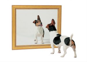 Descubre por qué los perros y gatos no pueden reconocer su reflejo en el espejo (VIDEO)