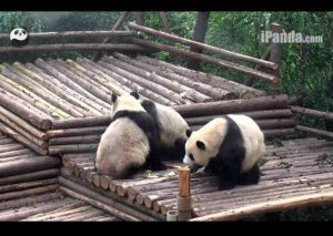 Este video de 5 pandas jugando ‘lucha libre’ te hará reír  (VIDEO)