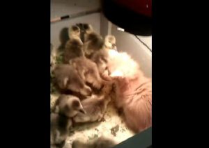 Mira el tierno video donde un gato juega con un grupo de patos bebés (VIDEO)