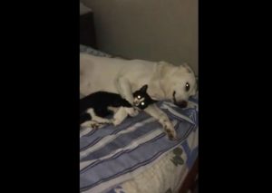 Una perrita soporta y juguetea con un gato como si fuera su hijo (VIDEO)