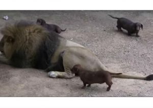 ¡Sorprendente! León comparte mismo ambiente con perros salchichas en total armonía – VIDEO