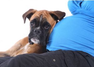 Perro protege vientre de mujer embarazada – VIDEO