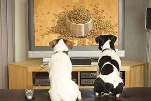 ¿Existe un canal de televisión para perros?