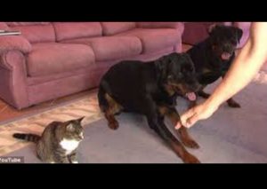 Conoce al gato que se cree perro (VIDEO)